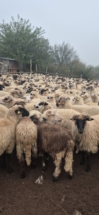Oi de vînzare în Gradinari Caras Severim