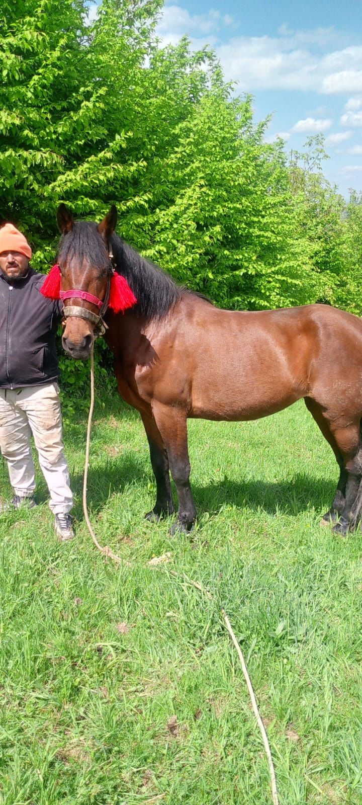 Vând iapa de 3 ani garantata de ham