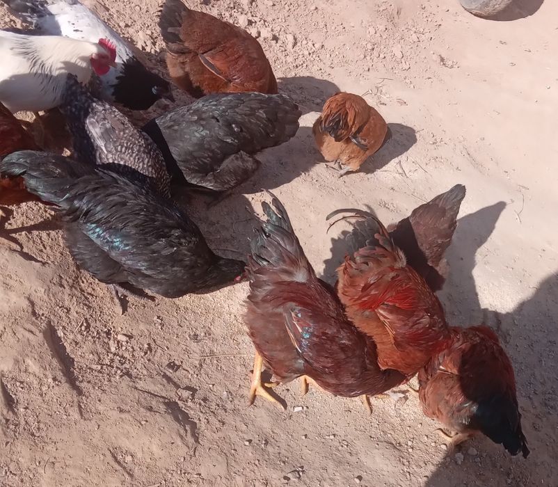 Tovuq  va xo‘rozlar xammasi sotiladi