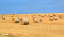 Vand teren agricol 600 ha Braila