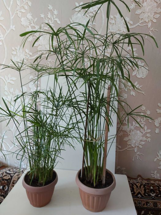 Циперусы  Хлорофитумы ,  бугенвиллия  и др.