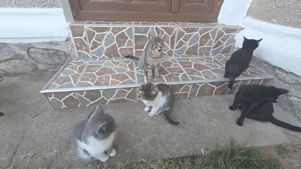 Adoptie pisici gratuit !