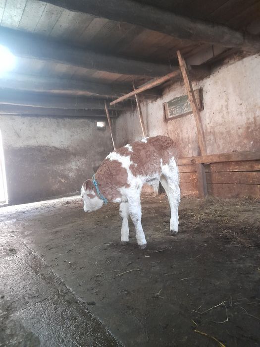 De vânzare bălțat