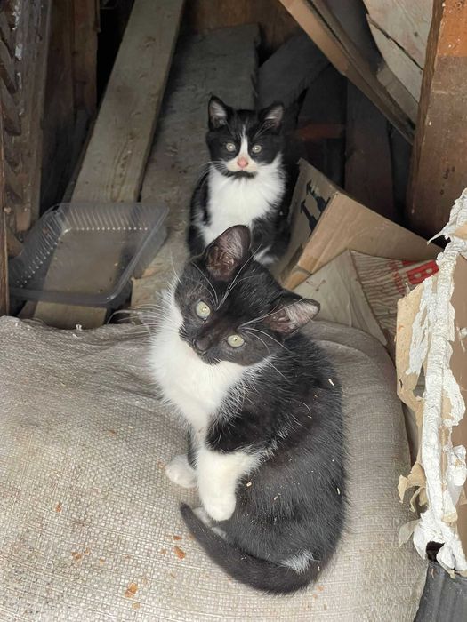 Donez pui de pisica de aproximativ 2 luni