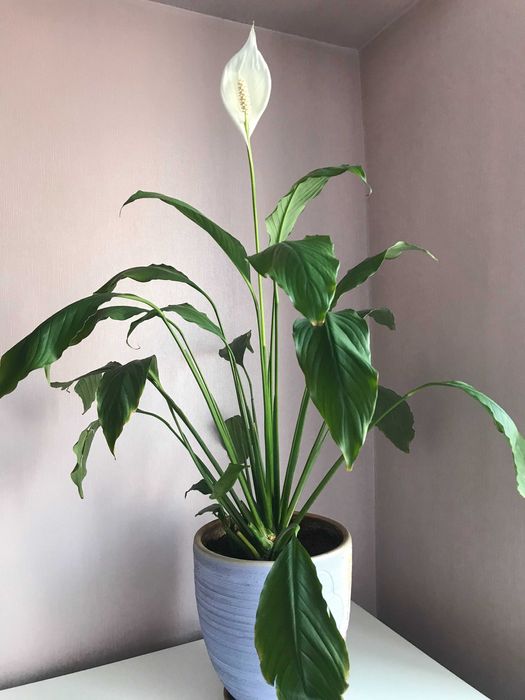 Спатифиллум - женское счастье