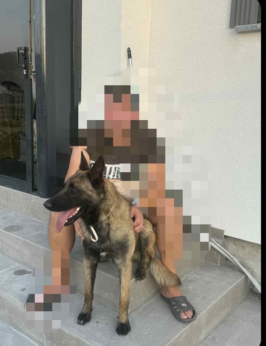 Чистокръвни малки белгийски овчарки Малинуа малионис