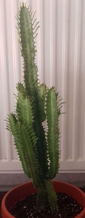 Продавам кактус.