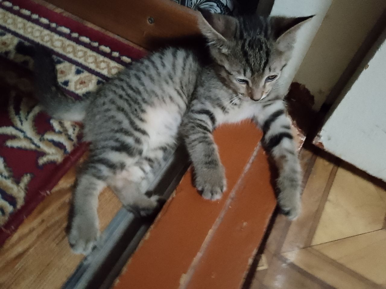 Кошка отдам бесплатно хорошие руки