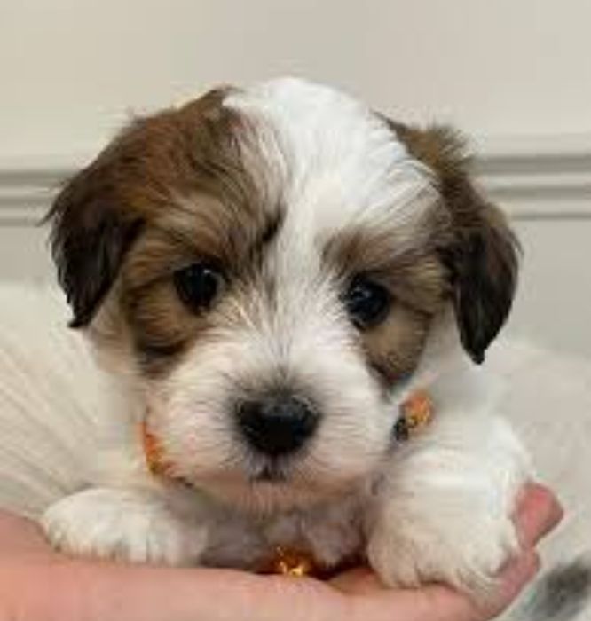 Bichon  havanez  fetiță  550 lei