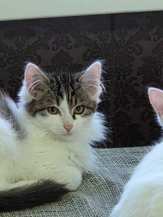 Котятки в добрые руки