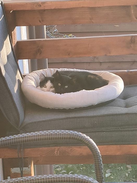 Pisici dragute  spre donare