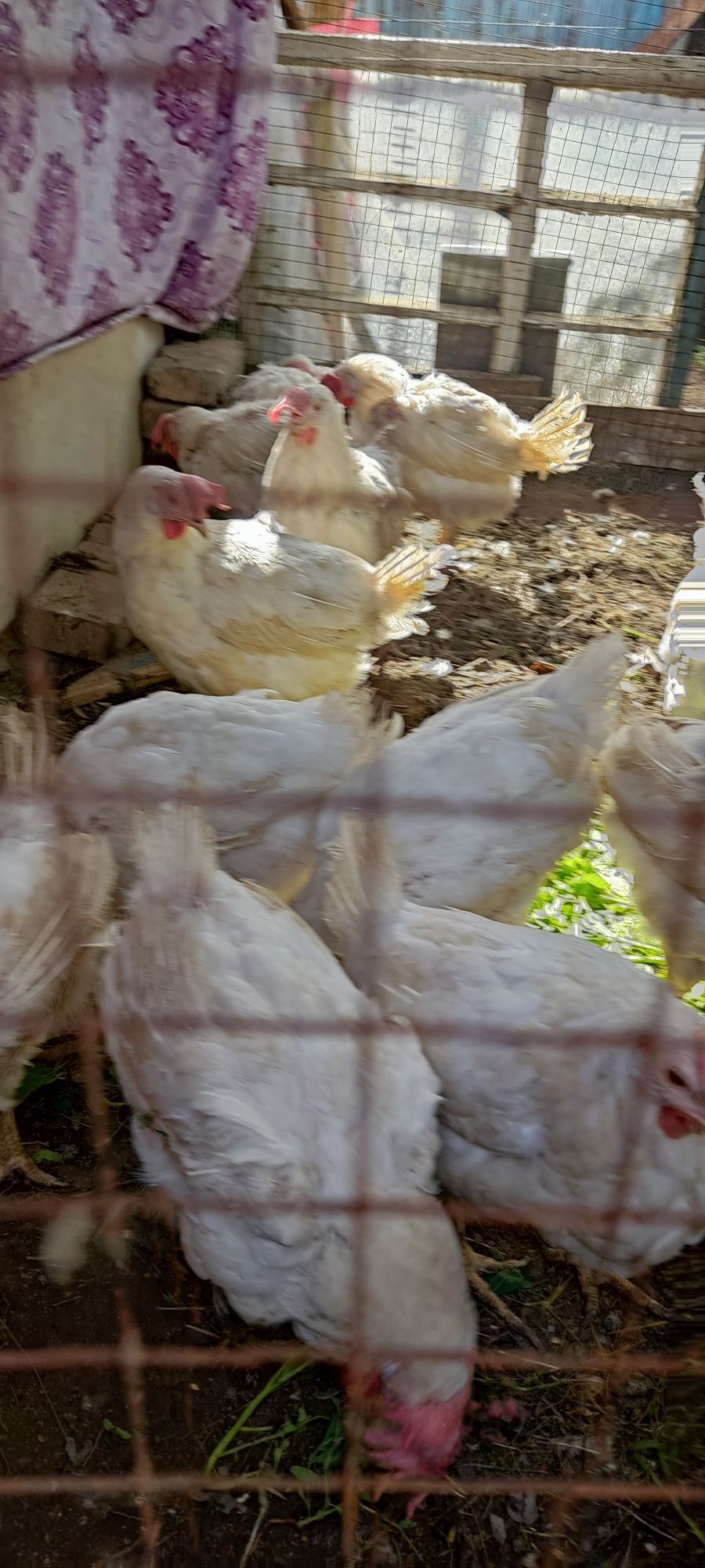 Продам курей несушка