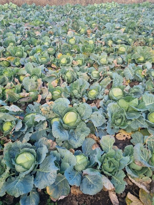 Varza de Buzău în cantități marii!