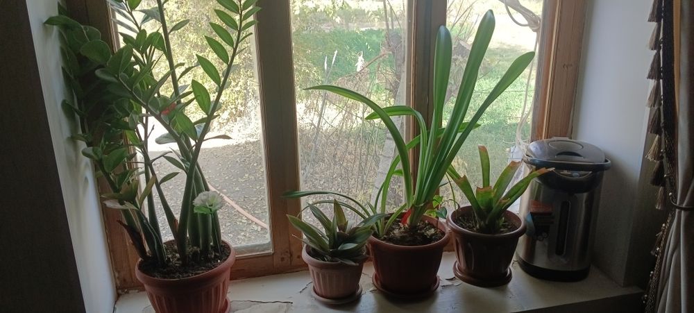 Гүлдер сатылады тубектегі