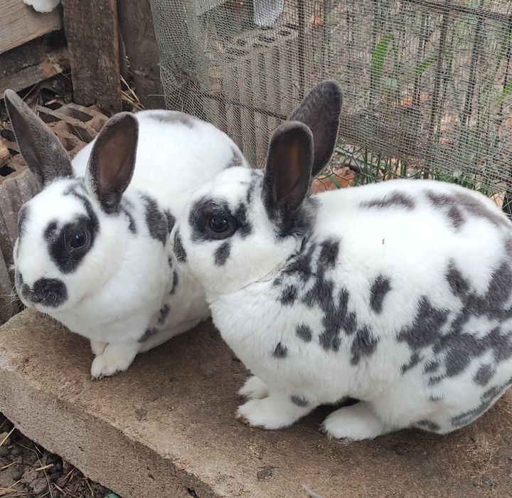 Iepuri Rex pitic (albastru)