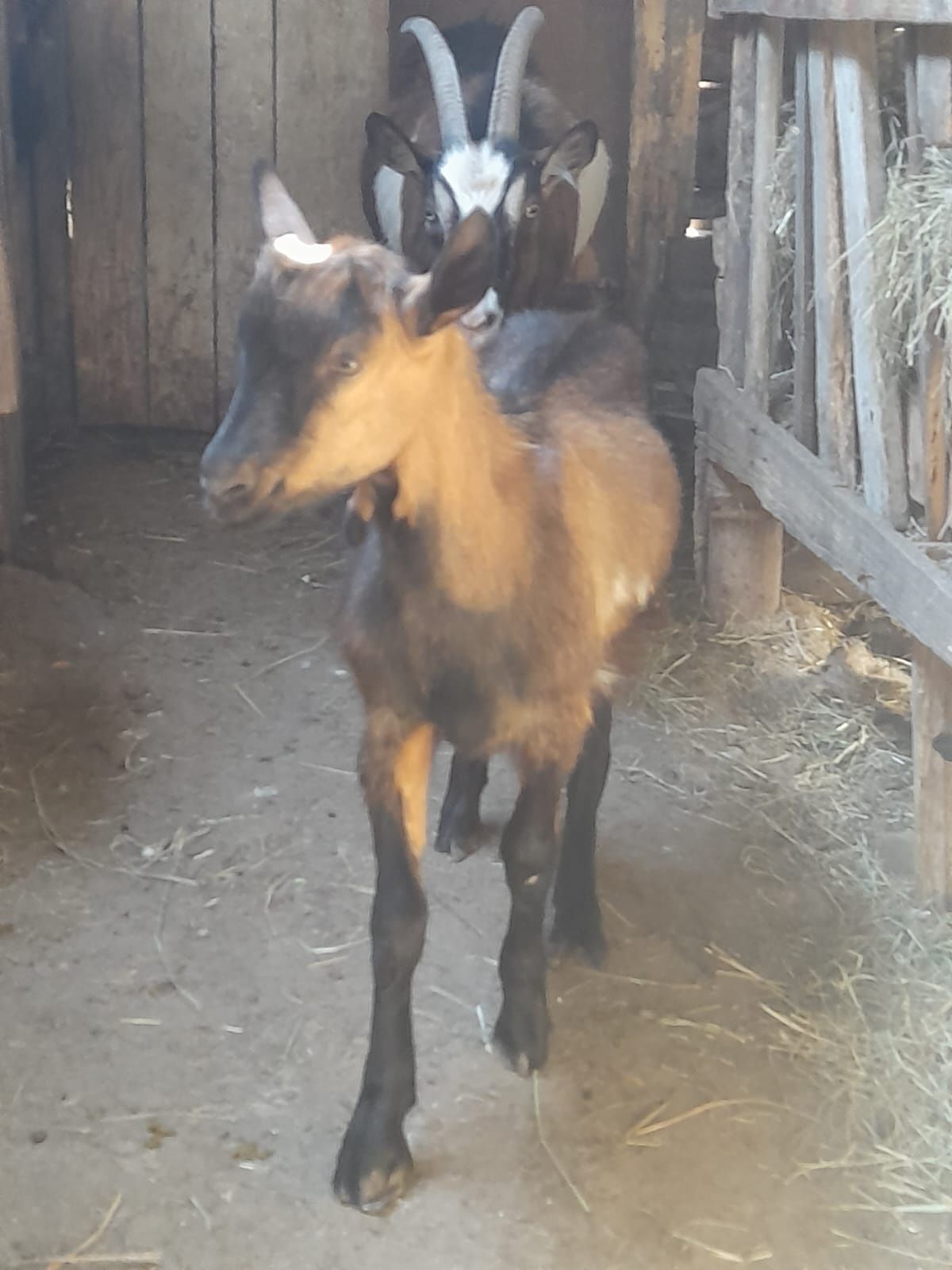 Vând capre carpatine pereche și individual