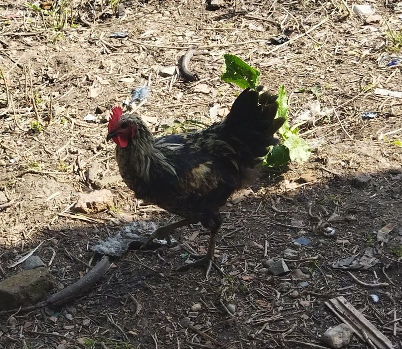 Vând cocosi din rase mixte
