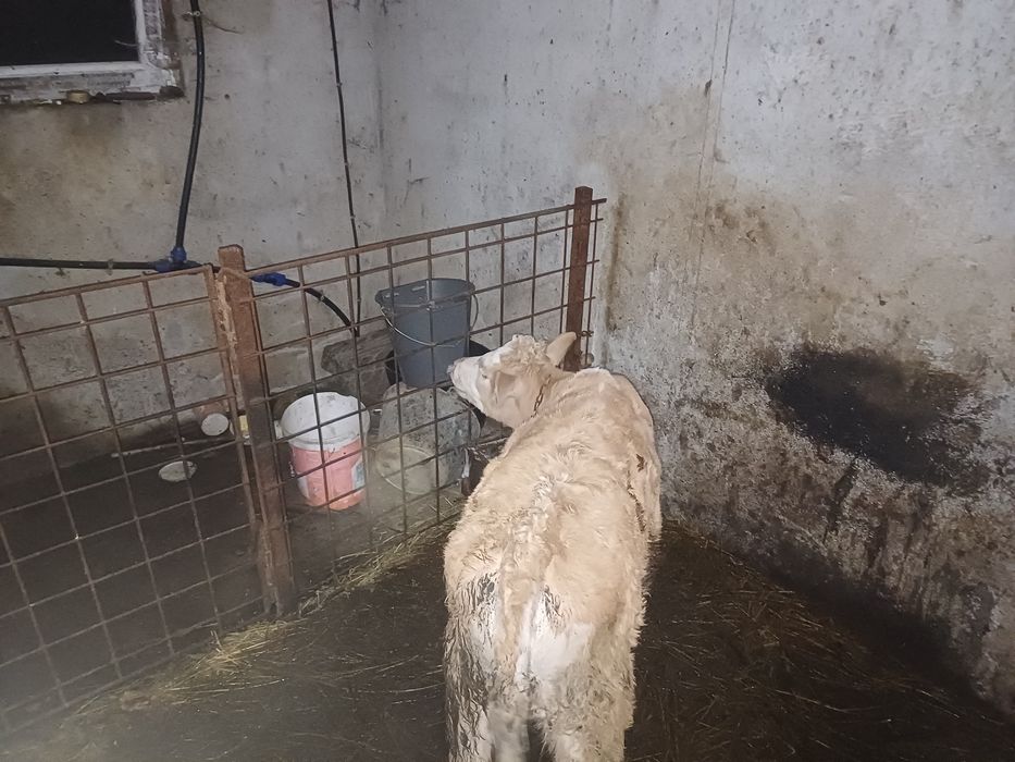 Vând vitica baltata!