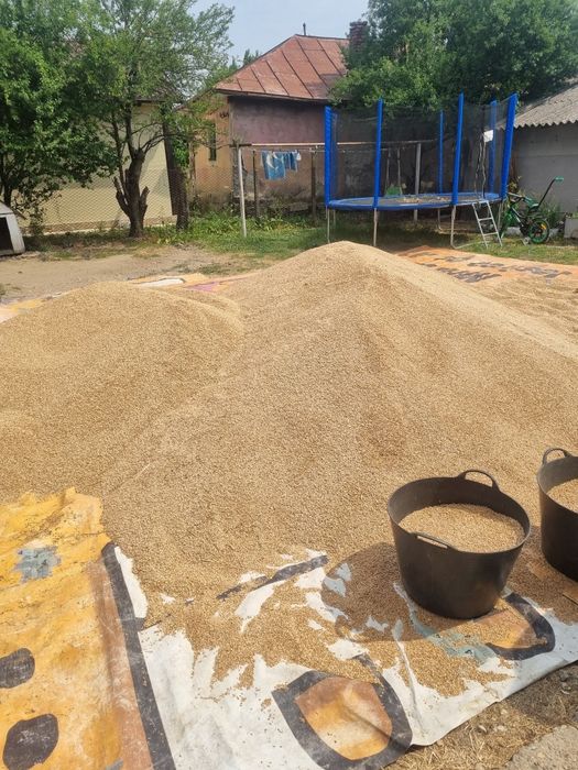 Vând  grâu 40 lei sacu  aduc si la domiciliu in jurul Pitești
