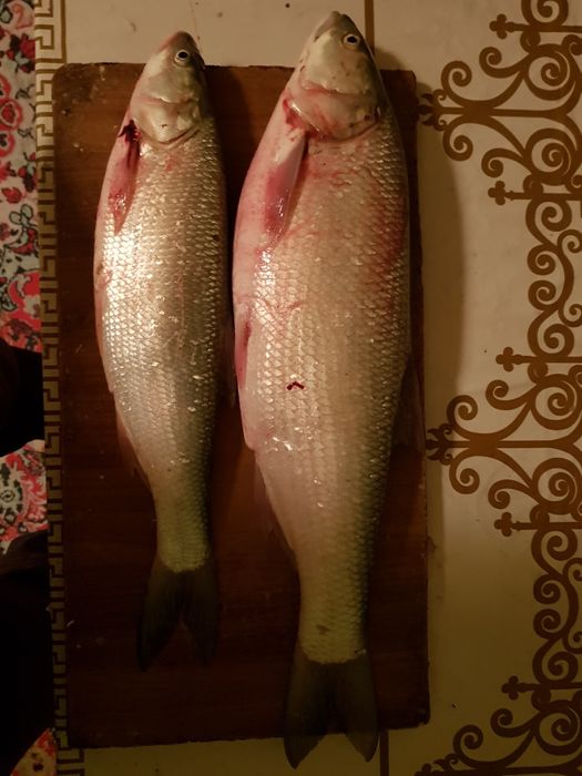 Свежая рыба Жерех Сыла
