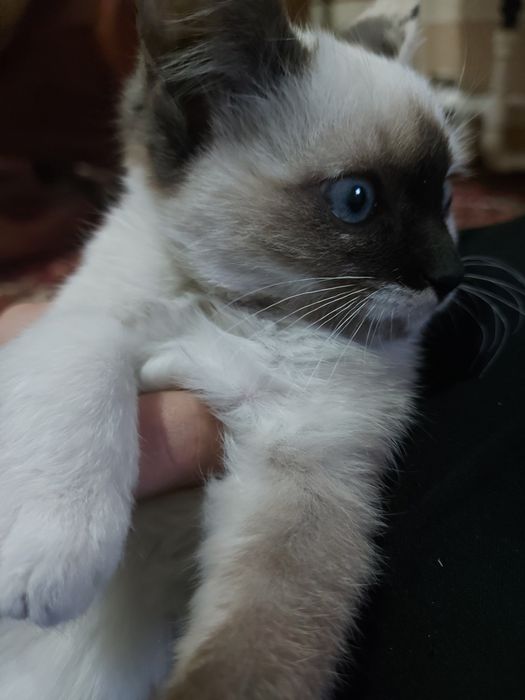 Сиямская кошка )