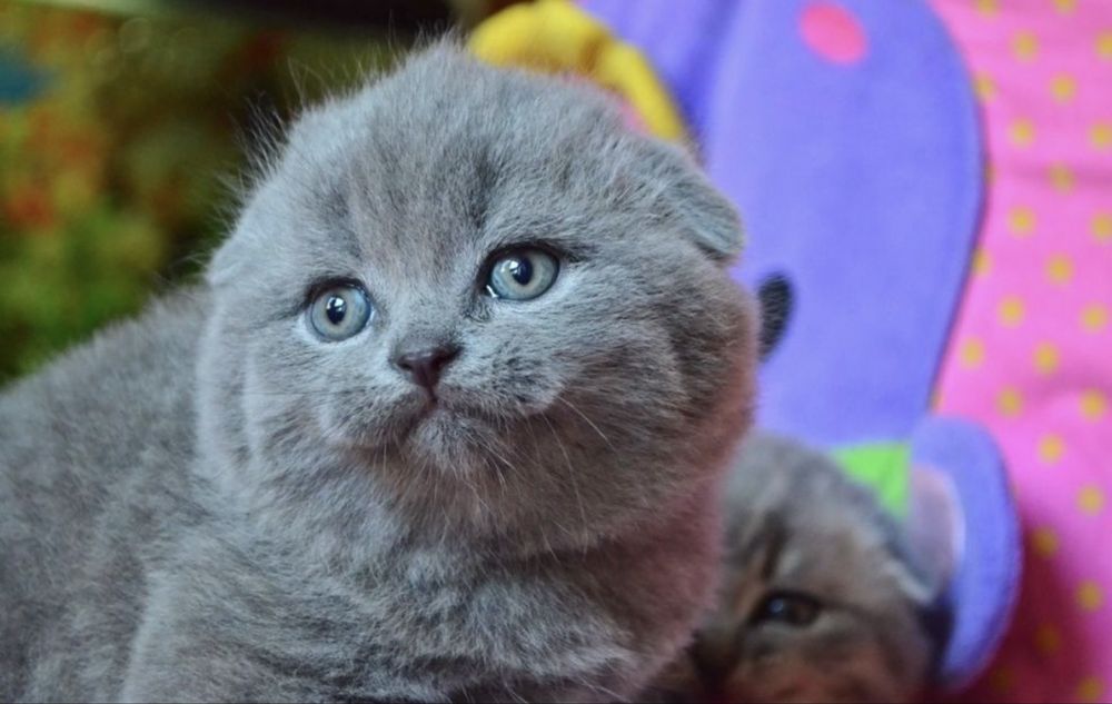 Scottish fold femela
