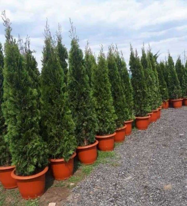 Palmieri bonsai lelandy măslin laur englezesc diferite dimensiuni