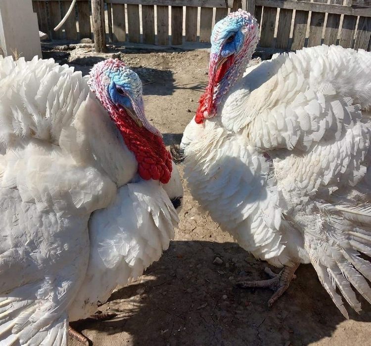 Curcani albi de vânzare