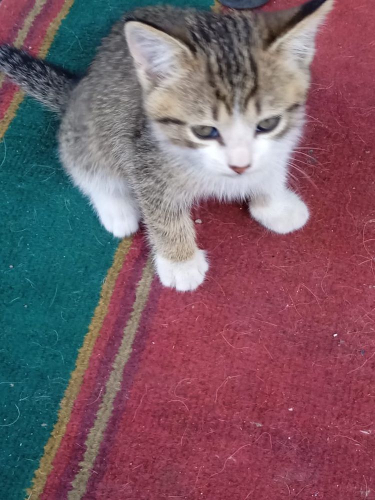 Котята в поиске дома