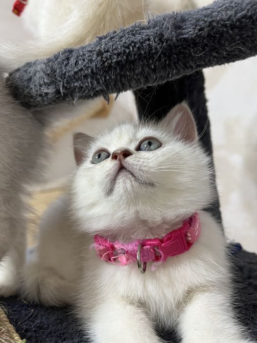 British shorthair ochi albastri