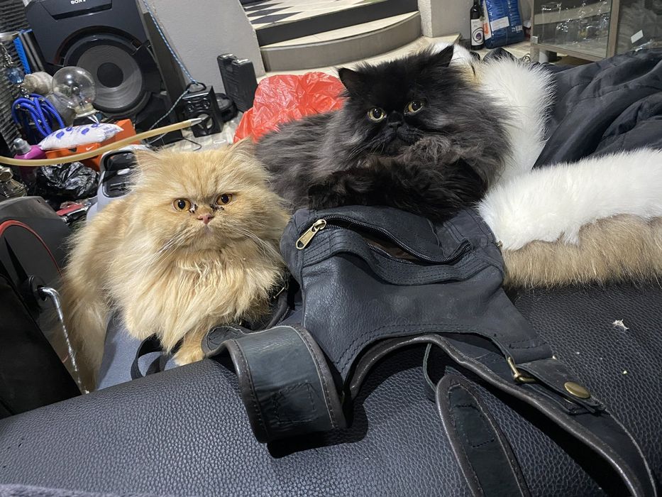 Персийско коте(женско)