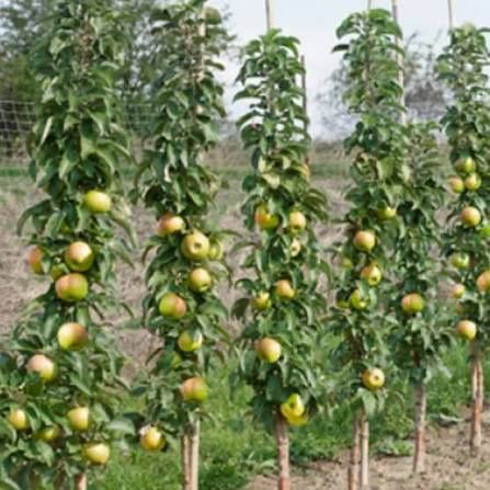 Măr columnar polka la ghiveci