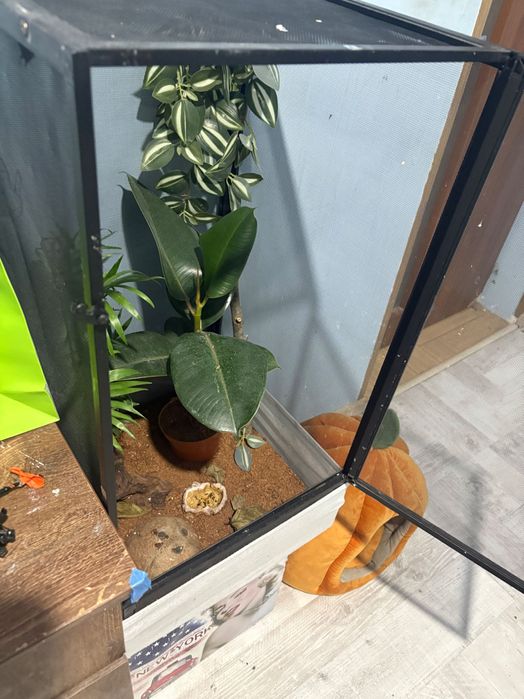 Vând șopârlă gecko plus terariu