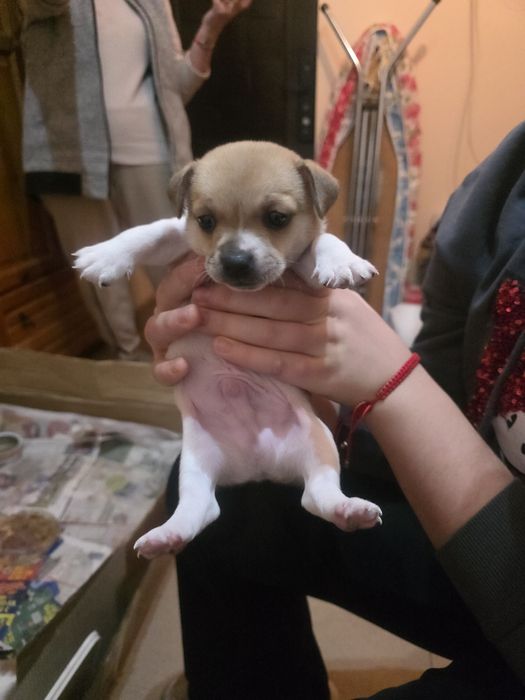 Кученца от дребна порода