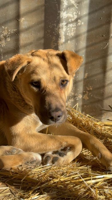 Щенята и сОбаЧки ждут СтаРых или более ответственных новых хозяев