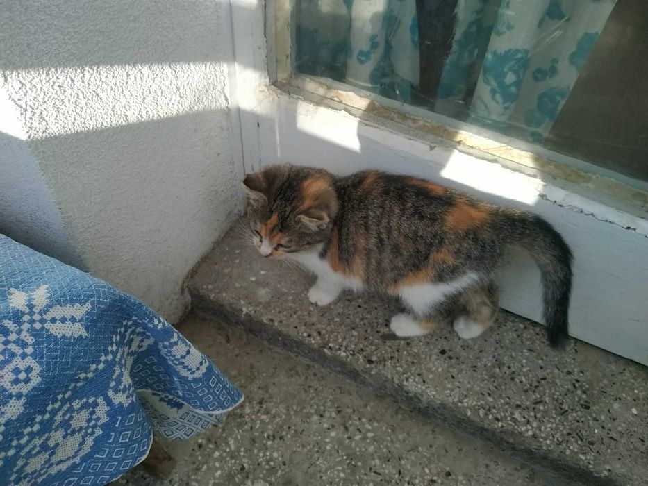 Две трицветни котета търсят своя добър и грижовен осиновител