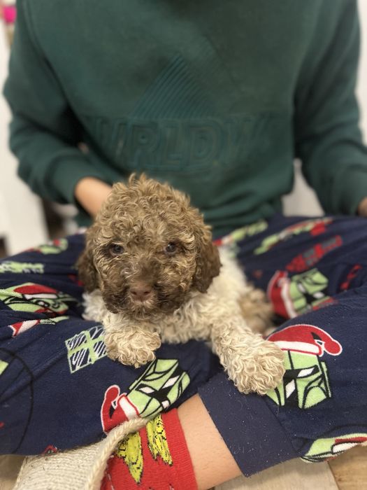 Кученца Lagotto Romagnolo