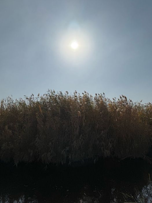 Qamich bor 40gektar tekinga orib ketishga