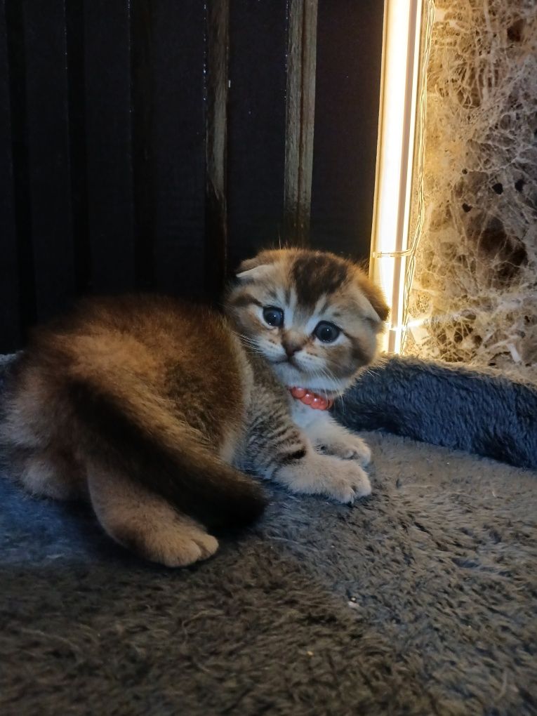 Продаю котенка шиншила