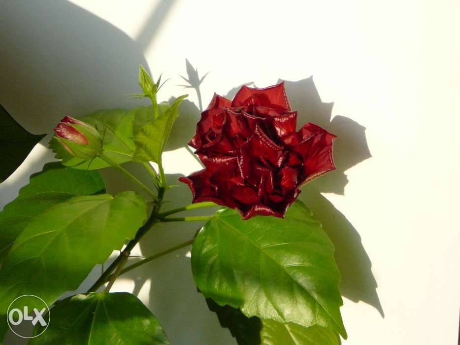 Trandafir japonez rosu