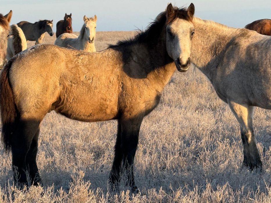 Еркек жабағы сатылады жақсы.