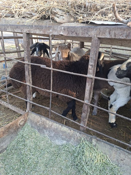 Qochqor barrallar sotiladi soglom