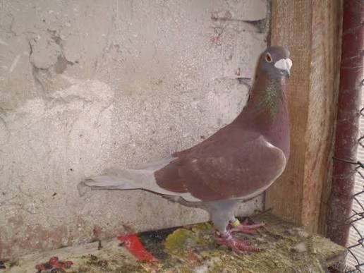 Porumbei voiajori masculi