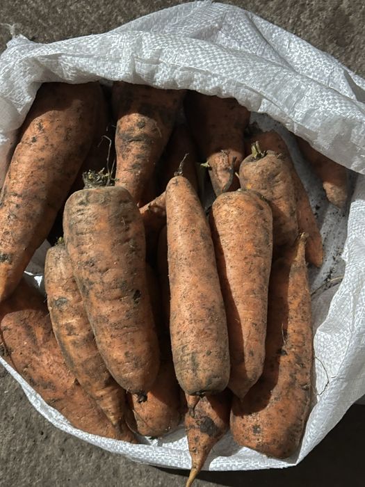 Продам морковь оптом