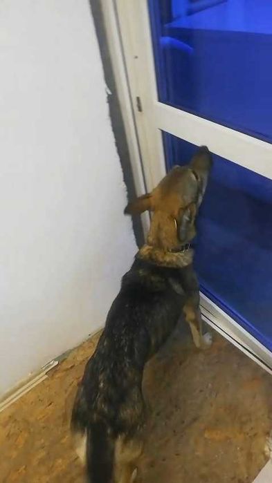 Щенку нужен дом! Срочно!