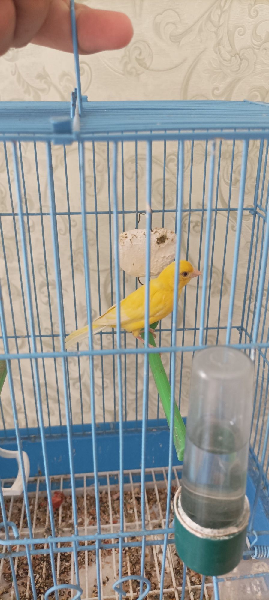Канарейка мода 2 йош