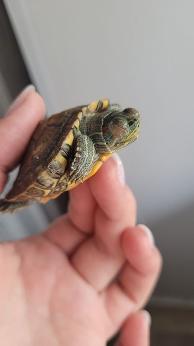 Отдам красноухого черепашонка