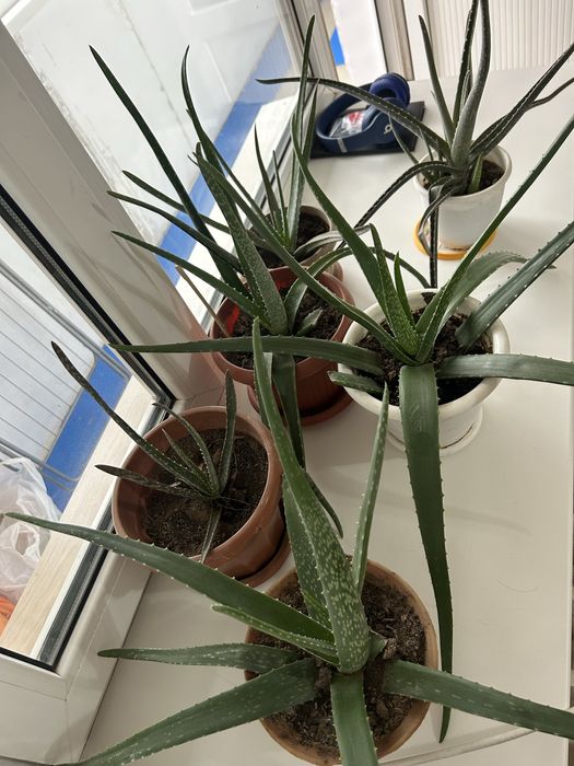 Растение алоэ в горшках