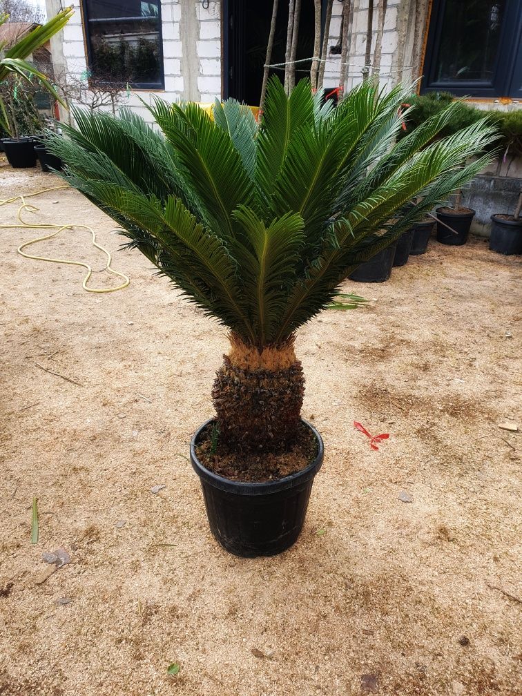 Mandarin, maslin, magnolia grandiflora, palmier cycas, plante exotice