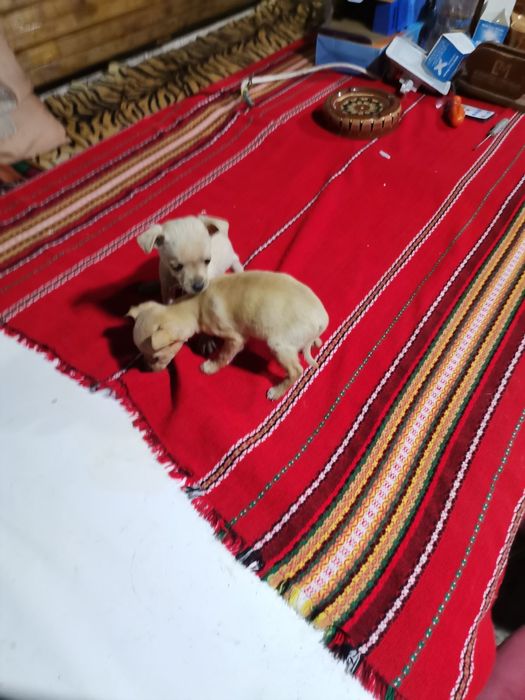 Пинчерчета за продажба